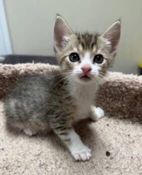*Deputy -  Domestic Short Hair Cat for Adoption in Newnan, Georgia - *Deputy | PetCurious