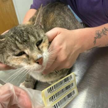 Miley Cyrus -  Domestic Medium Hair Cat for Adoption in Charleston, West Virginia - Miley Cyrus | PetCurious