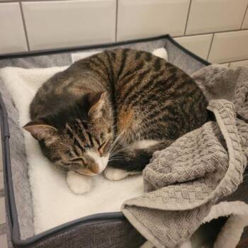 Domestic Short Hair Cats Available for Adoption - Mango | PetCurious