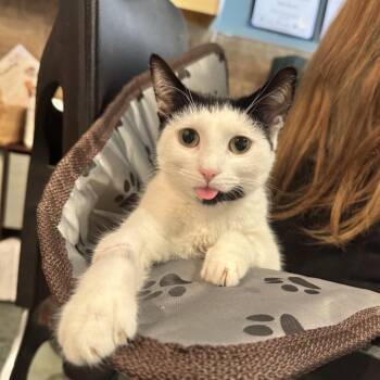 Toji-FIP -  Domestic Short Hair Cat for Adoption in Chico, California - Toji-FIP | PetCurious