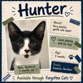 Hunter (FCID# 08/18/2026 - 12 ) C -  Domestic Short Hair Cat for Adoption in Greenville, Delaware - Hunter (FCID# 08/18/2026 - 12 ) C | PetCurious