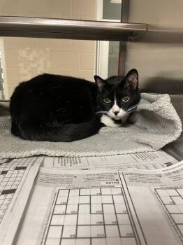 Tuxedo Cats Available for Adoption in Plano, Texas - Robin A217862 | PetCurious