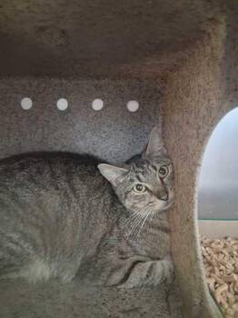 Domestic Short Hair Cats Available for Adoption in Sevierville, Tennessee - Smurfette | PetCurious
