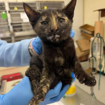Felicia 26-10-113 -  Domestic Short Hair Cat for Adoption in Bastrop, Texas - Felicia 26-10-113 | PetCurious