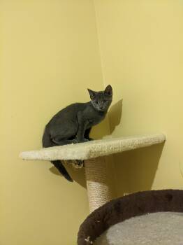 Rescue Domestic Short Hair Cats for Adoption - Autumn P. Squash | PetCurious