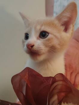 Biscuit -  Domestic Short Hair Cat for Adoption in Meriden, Connecticut - Biscuit | PetCurious