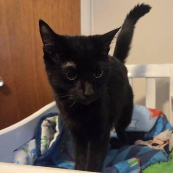 Domestic Short Hair Cats Available for Adoption in Philadelphia, Pennsylvania - Mocha | PetCurious