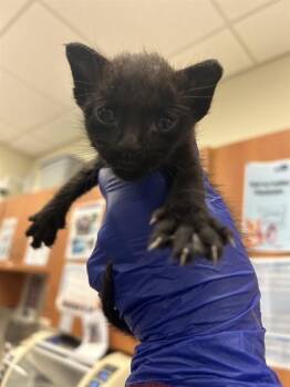 YOGI -  Domestic Short Hair Cat Available for Adoption in Doral, Florida - YOGI | PetCurious
