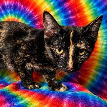 Twixie -  Domestic Short Hair Cat for Adoption in San Tan Valley, Arizona - Twixie | PetCurious