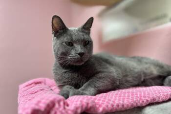 Ms. Greyson -  Domestic Short Hair Cat for Adoption in Fountain Hills, Arizona - Ms. Greyson | PetCurious