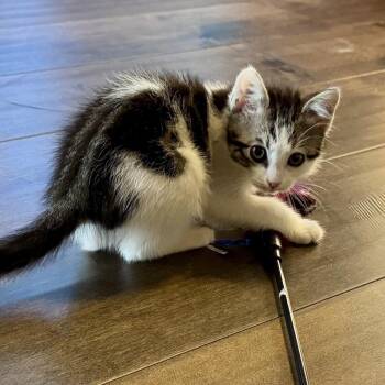 Mabel -  Domestic Short Hair Cat for Adoption in Pleasanton, California - Mabel | PetCurious