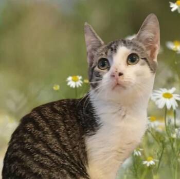 Rescue Tabby Cats for Adoption in Huntington Beach, California - Thelma (Louise) | PetCurious