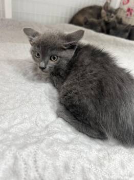 Domestic Short Hair Cats Available for Adoption in Brookings, Oregon - Leroy | PetCurious