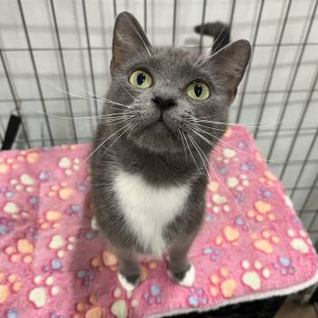 Pepper -  Domestic Short Hair Cat for Adoption in Columbus, Ohio - Pepper | PetCurious
