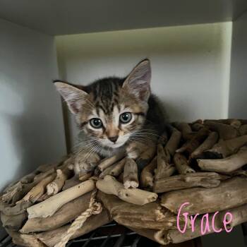 Grace -  Domestic Short Hair Cat for Adoption in Bethel, Ohio - Grace | PetCurious