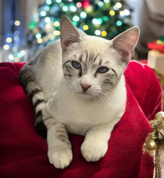 Rescue Siamese and Bengal Cats for Adoption in Hillsboro, Texas - Haze — A Snow Bengal/Siamese That Is Family Friendly! | PetCurious