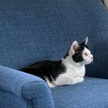 Sadie -  Domestic Short Hair Cat Available for Adoption in Greenwood, Indiana - Sadie | PetCurious