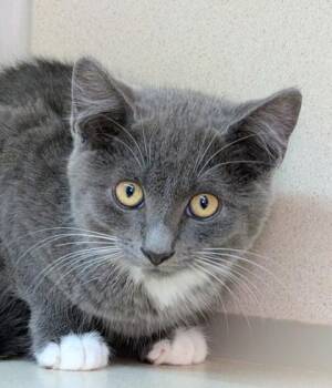 Pigeon -  Domestic Short Hair Cat for Adoption in Bellevue, Washington - Pigeon | PetCurious