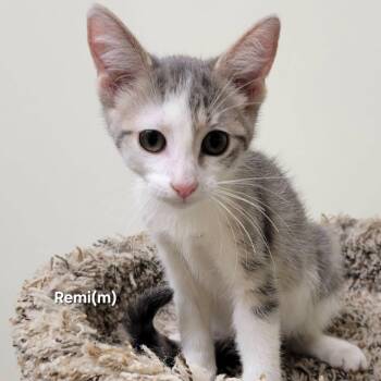 Remi -  Domestic Short Hair Cat for Adoption in Mazon, Illinois - Remi | PetCurious