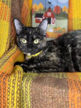 Rescue Tortoiseshell Cats for Adoption in Mount Vernon, Illinois - Bittersweet | PetCurious