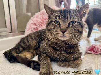 Tabby Cats Available for Adoption in Woodbridge, Virginia - Romeo | PetCurious