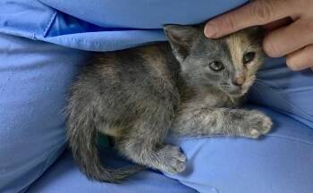 Justice -  Domestic Short Hair and Dilute Tortoiseshell Cat for Adoption in Greensboro, North Carolina - Justice | PetCurious
