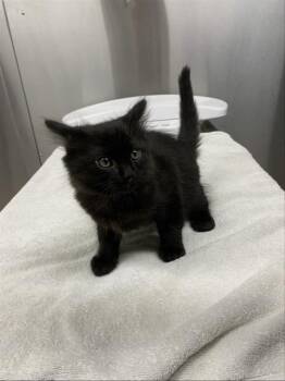 PABLO -  Domestic Medium Hair Cat for Adoption in Fairbanks, Alaska - PABLO | PetCurious