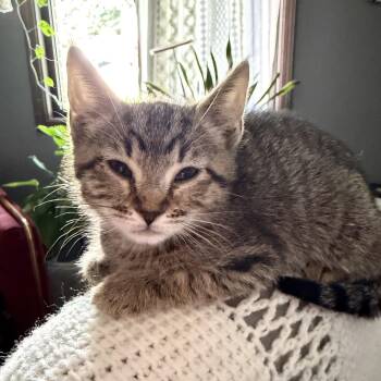 Lychee -  Domestic Short Hair and Tabby Cat for Adoption in Cottonwood Heights, Utah - Lychee | PetCurious