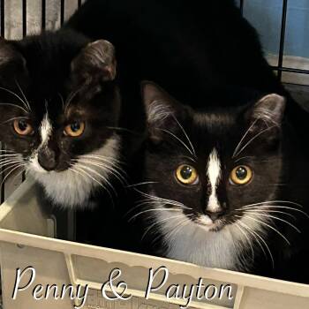 Payton -  Domestic Short Hair Cat for Adoption in Hazlet, New Jersey - Payton | PetCurious