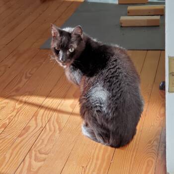 Rescue Domestic Short Hair Cats for Adoption - Phantom | PetCurious