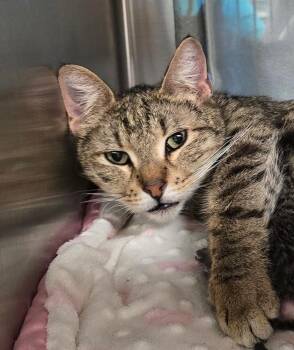 Domestic Short Hair Cats Available for Adoption in Wellington, Kansas - Gloria | PetCurious