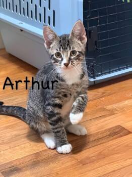 Arthur -  Domestic Short Hair Cat for Adoption in Manhattan, Kansas - Arthur | PetCurious
