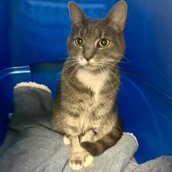 Rescue Domestic Short Hair Cats for Adoption in East Montpelier, Vermont - Microwave | PetCurious