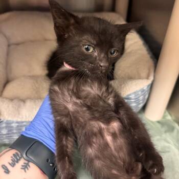 Domestic Short Hair Cats Available for Adoption in Lynchburg, Virginia - Angelica | PetCurious