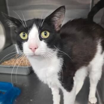Domestic Short Hair Cats Available for Adoption in Spokane, Washington - Arya | PetCurious