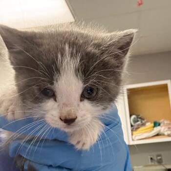 Domestic Medium Hair Cats Available for Adoption in Greenville, South Carolina - Siouxsie | PetCurious