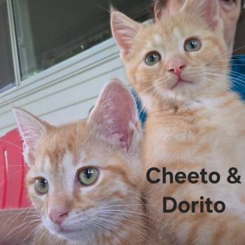 Cheeto & Dorrito -  Tabby Cat for Adoption in Wyandotte, Michigan - Cheeto & Dorrito | PetCurious