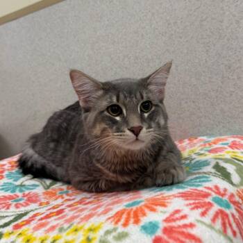 Domestic Medium Hair Cats Available for Adoption in Naperville, Illinois - Chrome | PetCurious