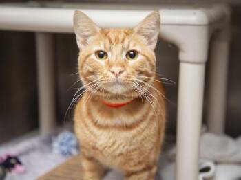 DONATELLO -  Domestic Short Hair Cat for Adoption in Phoenix, Arizona - DONATELLO | PetCurious