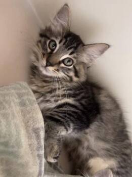 Nikolai -  Domestic Long Hair Cat for Adoption in Hollister, California - Nikolai | PetCurious