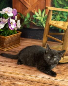 Virgo -  Domestic Short Hair Cat for Adoption in Lapeer, Michigan - Virgo | PetCurious