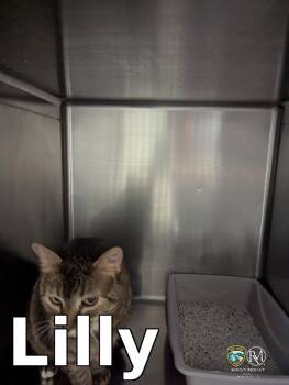 Lilly -  Domestic Short Hair Cat for Adoption in Rocky Mount, North Carolina - Lilly | PetCurious