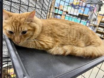 Reeses -  Tabby Cat for Adoption in Kinston, North Carolina - Reeses | PetCurious