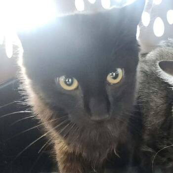 Bingo -  Domestic Long Hair Cat for Adoption in Kingman, Arizona - Bingo | PetCurious