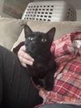 Rescue Domestic Short Hair and Havana Cats for Adoption in Napa, California - Havana ( DG) | PetCurious