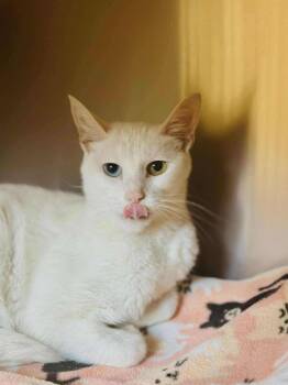 Rescue Domestic Short Hair Cats for Adoption in Fremont, Michigan - Casper | PetCurious