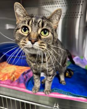 Rescue Domestic Short Hair Cats for Adoption in Seneca, Pennsylvania - Peyton | PetCurious