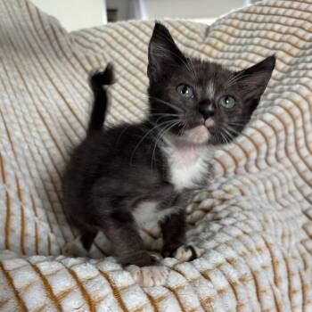 Rescue Tuxedo Cats for Adoption in Ephrata, Washington - Byron | PetCurious