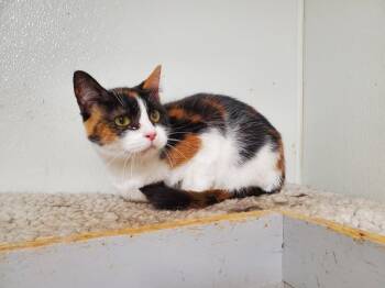 Carla -  Domestic Short Hair Cat Available for Adoption in Philippi, West Virginia - Carla | PetCurious