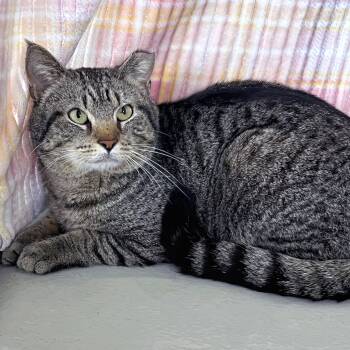 Rescue Domestic Short Hair Cats for Adoption in St. Louis, Missouri - KC Masterpiece | PetCurious